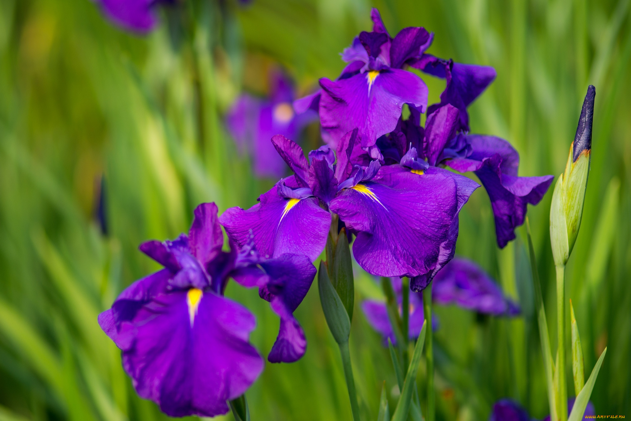 Какого цвета ирис цветок. Ирис Касатик фиолетовый. Ирис фиолетовый обыкновенный. Цветок Ирис Касатик. Ирисы фиолетовые.